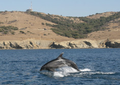 SOSTENIBILIDAD. El Puerto de Algeciras evalúa el impacto del  ruido submarino en las poblaciones de cetáceos